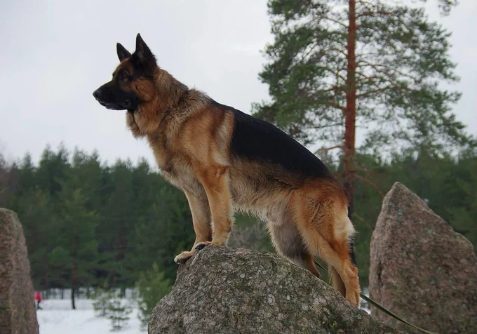 Demant's Amur